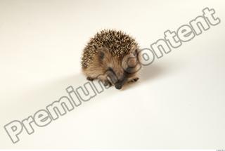 Hedgehog - Erinaceus europaeus  0019